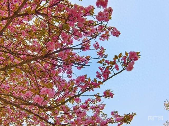 樱花唯美绽放（央广网记者 栾小琳 摄）