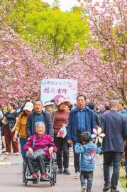 　　4月5日，成都市青白江区凤凰湖，市民们在清明假期游玩赏樱。 贾科 摄（C视觉）