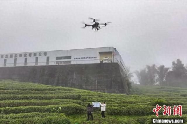图为墨脱县尝试使用无人机运输茶青。林芝市邮政管理局 供图