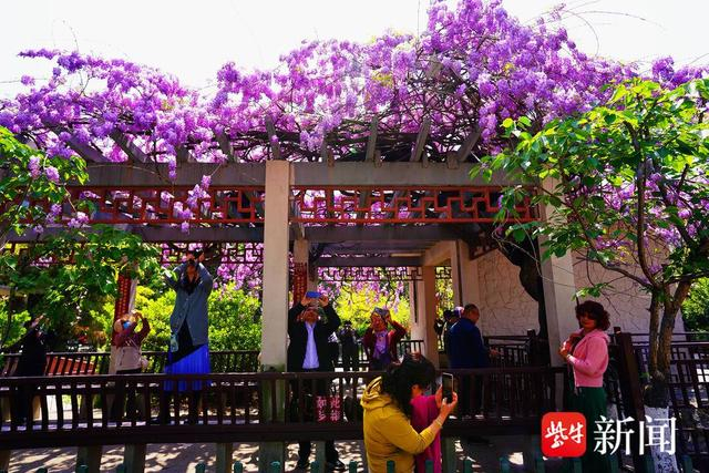 图为紫藤开花美丽异常