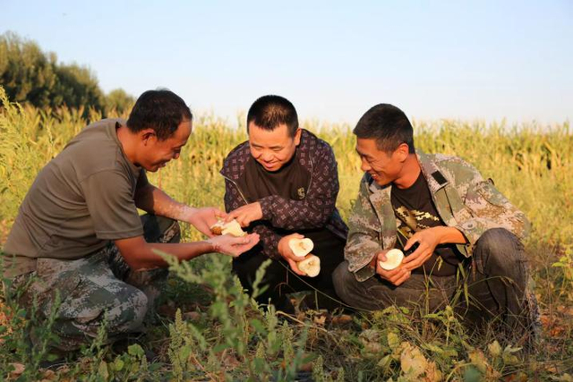 乌兰浩特市药用黄瓜产业带头人带领农户查看黄瓜长势。（资料图）