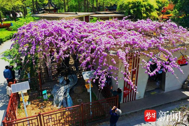 图为紫藤开花美丽异常