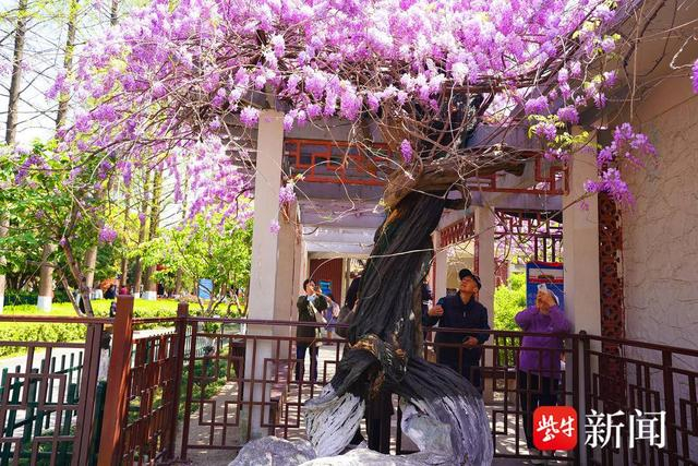 图为紫藤开花美丽异常