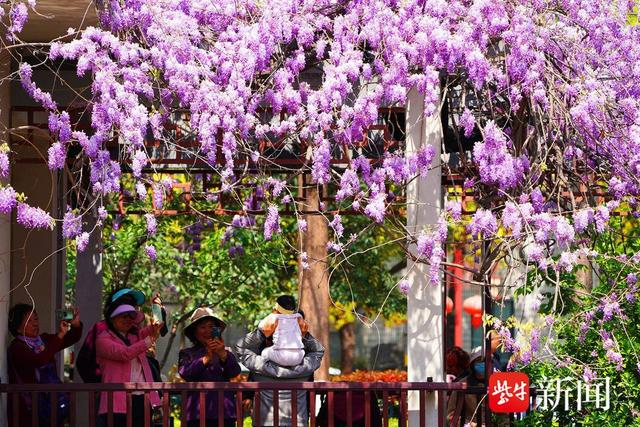 图为紫藤开花美丽异常