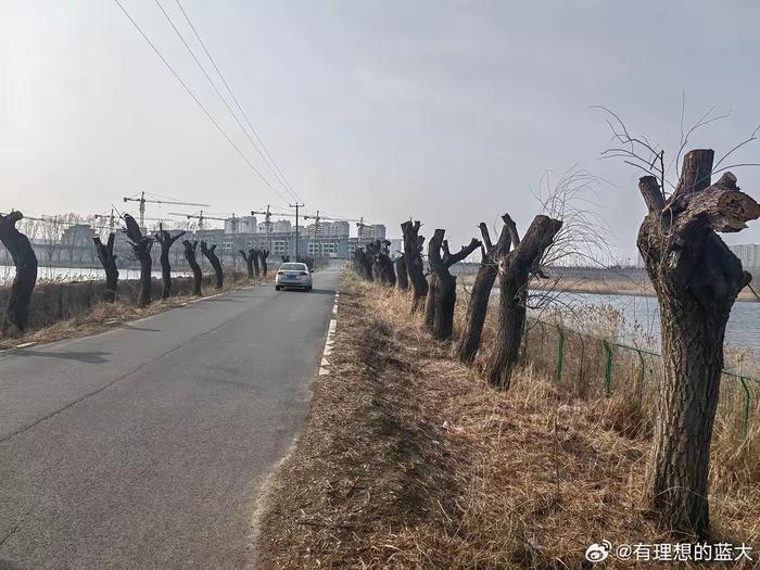 四十年前种的柳树，如今巳长成参天大树，不知为什么要修剪成这样…