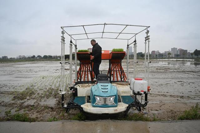 3月31日，工作人员在福建省南安市驾驶“水稻有序抛秧机”抛秧。新华社记者 周义 摄