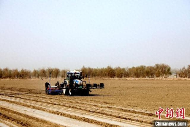 十一团“棉花+茴香”套种示范田现场。杨力荧 摄