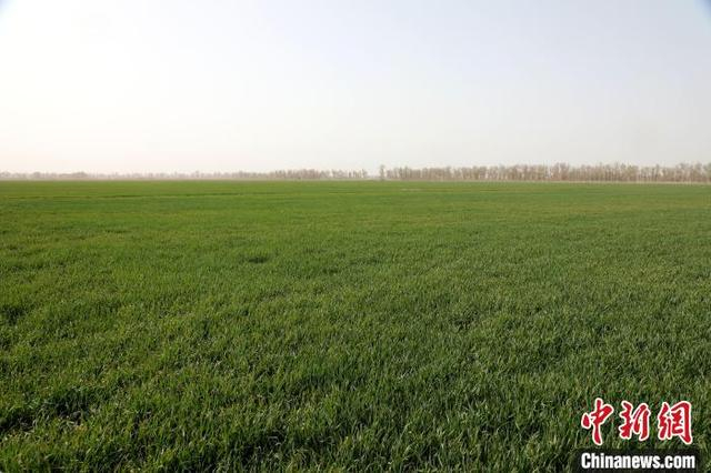 冬小麦通过科学化控、无人机喷施植物生长调节剂，麦苗长势喜人。邓融涛 摄