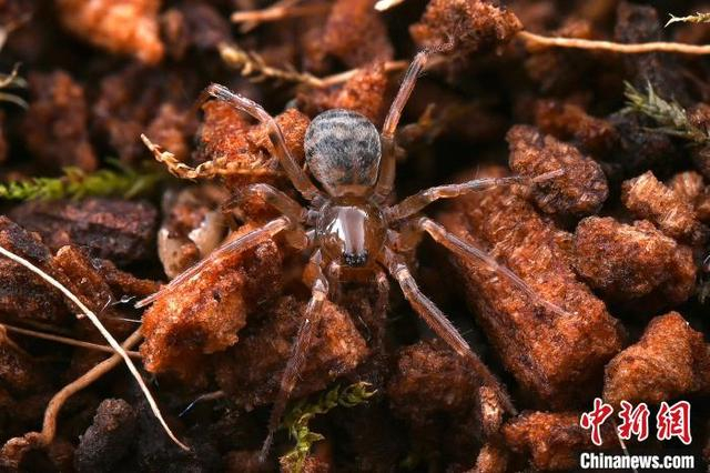 3月6日，在江西婺源森林鸟类国家级自然保护区，科研团队拍摄的蓝冠短尖蛛。吕晓婷 摄