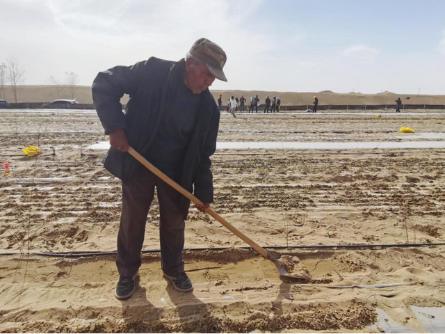 农户正在沙地种植洋葱。马雯萱摄