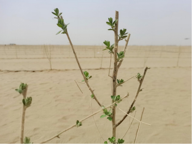 和田县阿和公路西侧群众治沙点位的大果沙枣冒出新芽。马雯萱摄