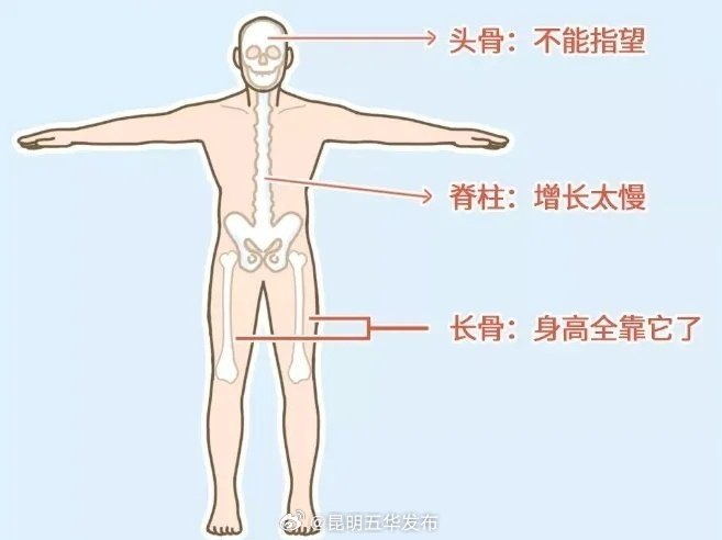 你能长多高70%由遗传决定