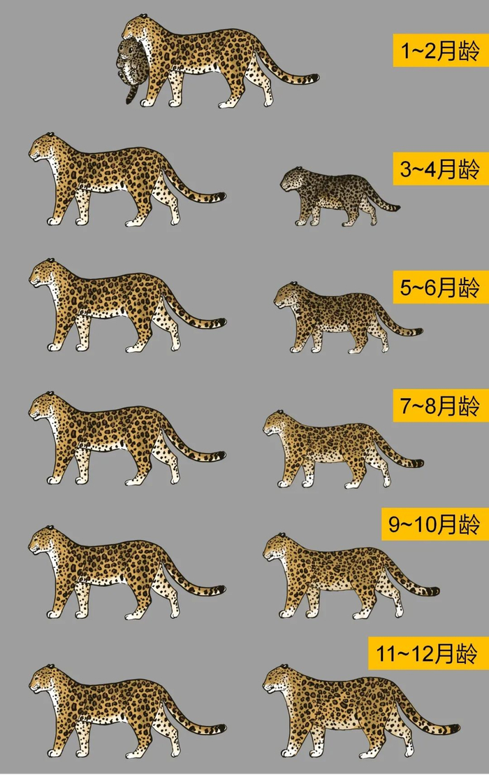 豹子也内卷?揭秘太行山华北豹的恋爱生娃