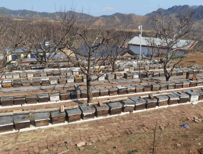 ▲蜂农们为蜂箱压上石头。受访者供图