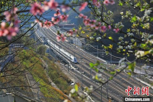图为穿行的高铁与桃花相映成景，绘就出一幅春日画卷。何清海 摄 
