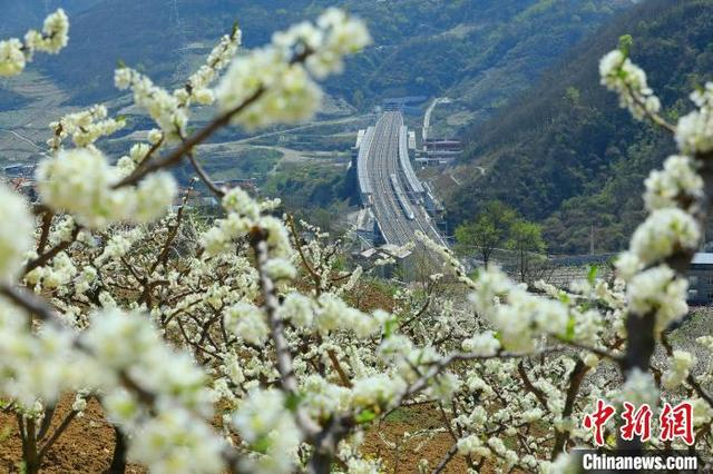 图为动车组飞驰在花海中。 何清海 摄 