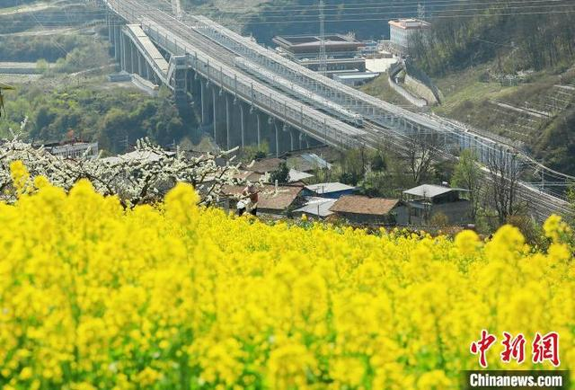 图为动车组飞驰在油菜花海中。 何清海 摄 