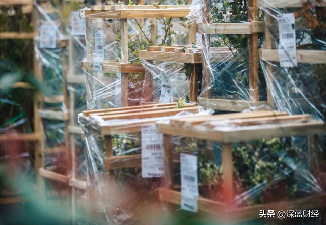 ▲精心打包好的花卉等待发货