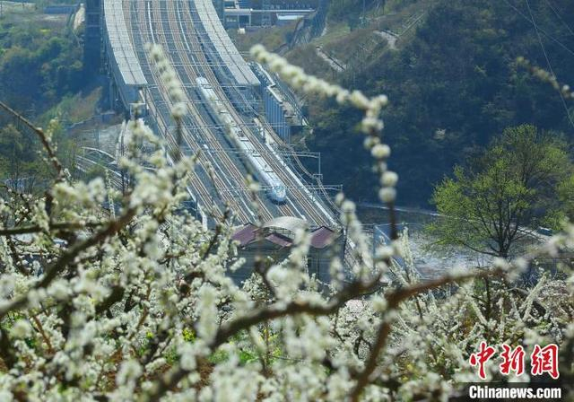 图为动车组飞驰在花海中。 何清海 摄 