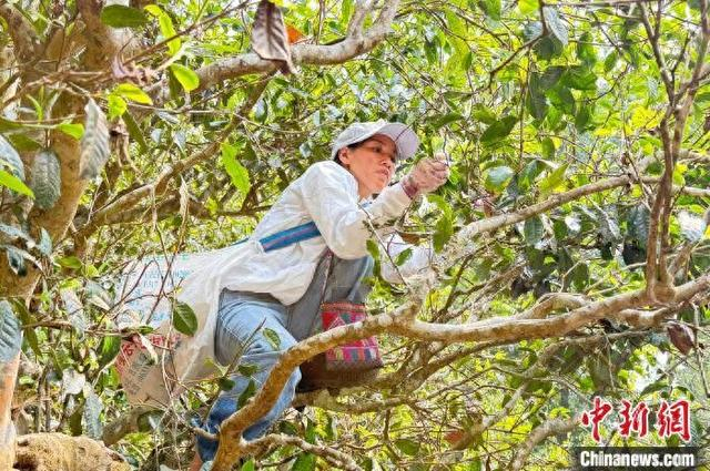 图为春茶季时，南糯山当地茶农采摘茶叶。 陆希成 摄