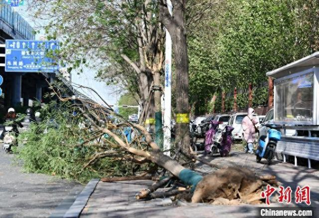 4月12日，河北石家庄，有大树倒地。 中新网记者 翟羽佳 摄