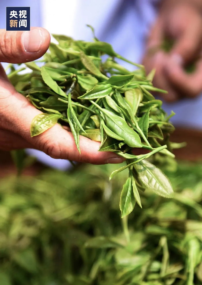 日照是我国纬度最高、面积最大的优质茶产区，被誉为“北方绿茶之乡”。（图源：央视新闻）