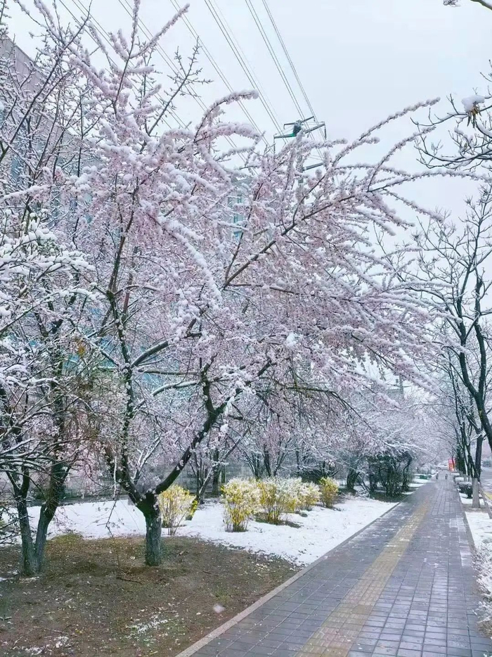 4月13日，吉林一夜桃花雪，半树繁花半树白（图据网友）