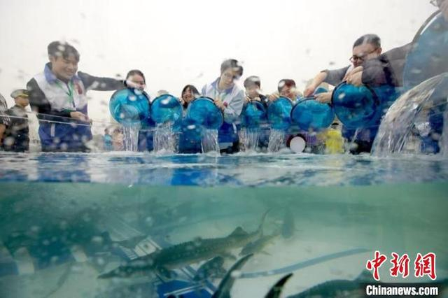 等待回归长江的中华鲟 。汤伟 摄
