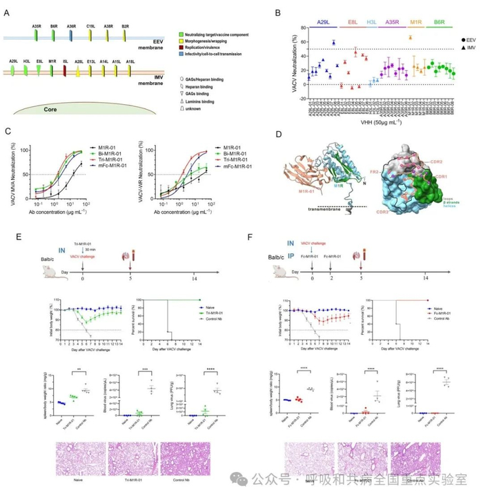 Cell Discov | 杨威团队、任丽丽团队和葛纪弯团队合作在痘病毒中和纳米抗体研究中取得重要进展__财经头条__新浪财经