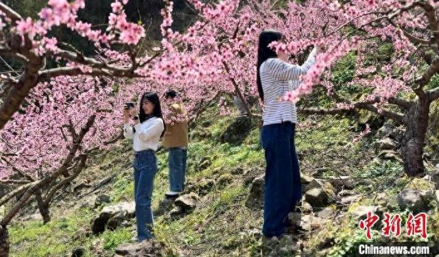 2025年4月，游客欣赏桃花。何杨洋 摄