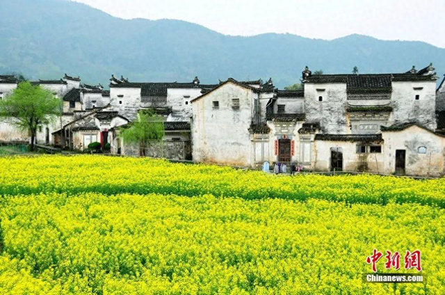 江西婺源油菜花盛开。 婺源乡村文旅 图