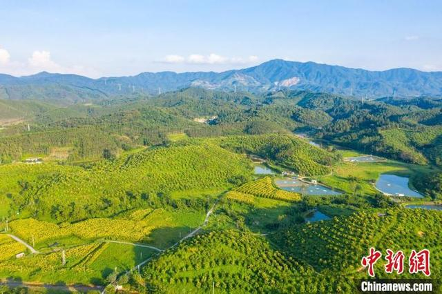 佛山市高明区大布村坚果种植基地。广东省林业局 供图