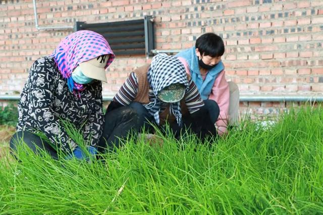 村民在大棚内起苗。（资料图）