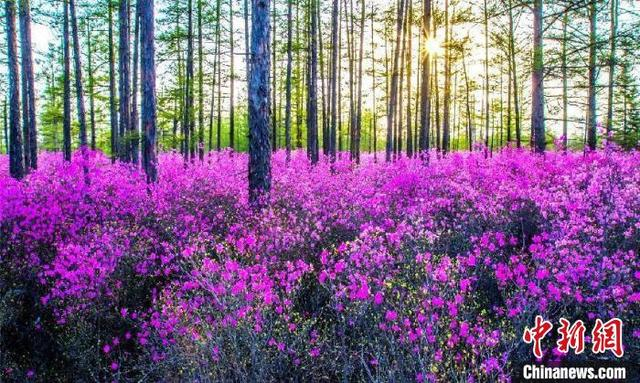 伊春市丰林县杜鹃花海。 伊春市委宣传部供图