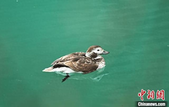 九寨沟箭竹海拍摄到的长尾鸭。九寨沟景区管理局供图