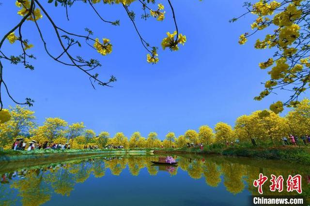 黄花风铃木伴随暖阳盛放，金灿灿的花朵缀满枝头，宛如摇曳的风铃。蒋永平 摄