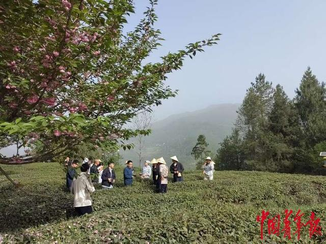 陕西紫阳“开麦吧！茶乡”茶文旅系列活动吸引众多游客前来体验。黄博/摄