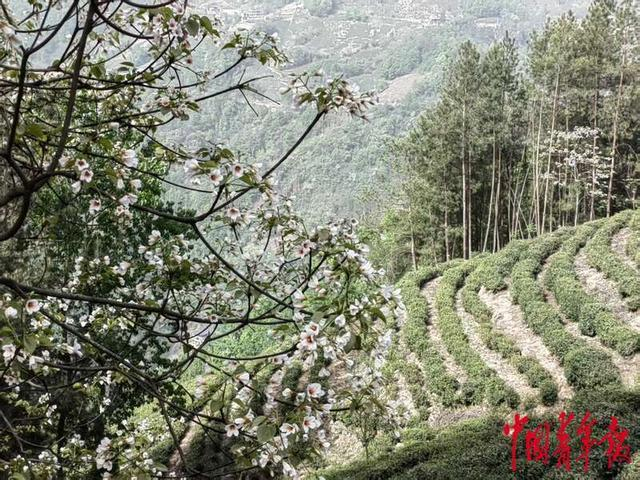 陕西紫阳26万亩富硒茶。黄博/摄