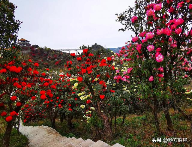 六盘水天生湖,群山之中的一颗蓝宝石,十里杜鹃让人流连忘返