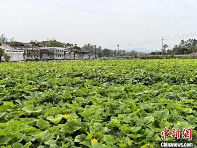 4月8日，广东台山市，四九镇农户种植的香芋南瓜长势好，结瓜率高。李晓春 摄