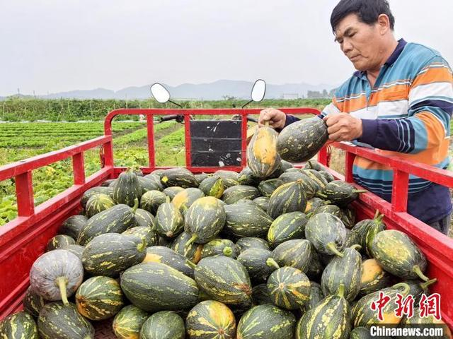 4月8日，广东台山市，村民许维新将采摘的香芋南瓜装车。李晓春 摄