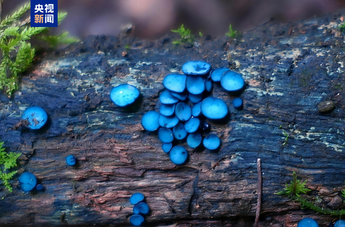 哀牢绿杯菌的模式标本发现于云南普洱哀牢山（海拔2430米）腐木上。