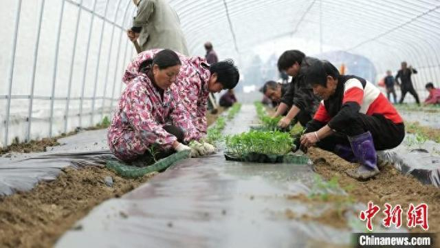 村民们正在大棚内抢种辣椒苗。蒋静 摄