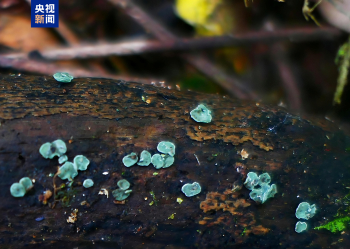 版纳绿杯菌的模式标本发现于云南西双版纳（海拔665米）林中腐木上。