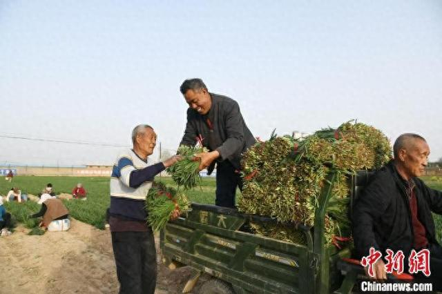 山西省运城市闻喜县多个乡镇种植的6000亩头茬大田韭菜收割上市。 温徐旺摄