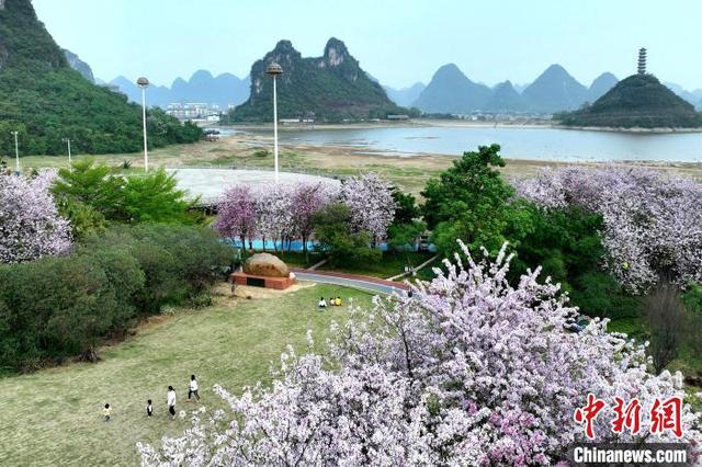 图为罗城仫佬族自治县成龙湖公园的紫荆花美景。廖光福 摄 
