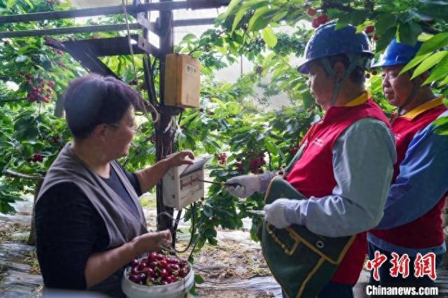 国网绛县供电公司裴俊伟、裴红娃来到樱桃大棚，帮助检查棚内自动温控、自动喷灌等用电设施。 李卓庭 摄