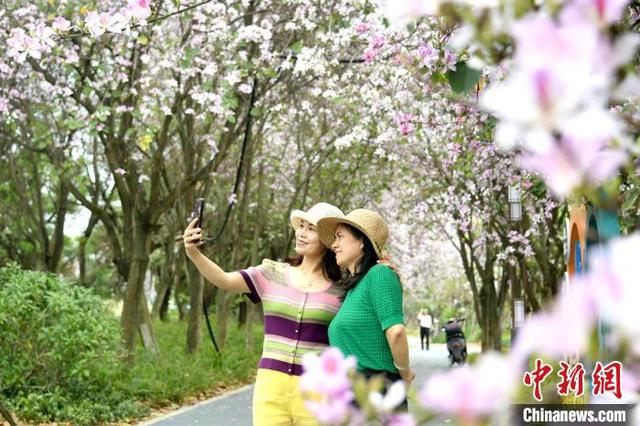 图为游客在赏花拍照。廖光福 摄