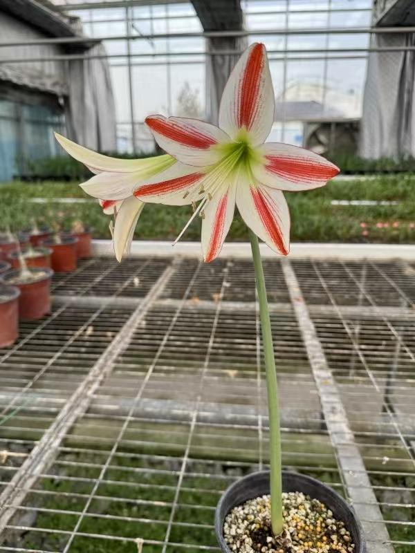 雪中飞霞。（资料图）