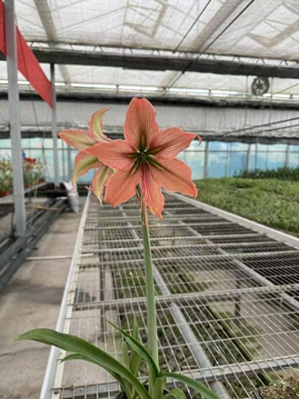 霞光青黛。（资料图）